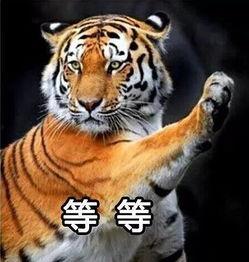 国产白虎一区,探寻东方武侠的传奇魅力 第3张 国产白虎一区,探寻东方武侠的传奇魅力 第3张